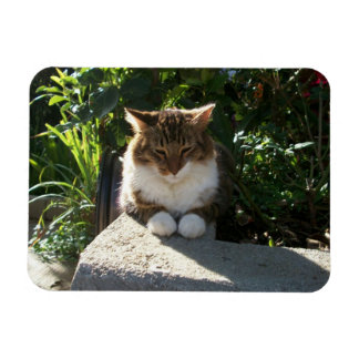 Ímã Gato descansando em uma parede