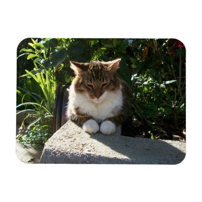 Ímã Gato descansando em uma parede (Horizontal)