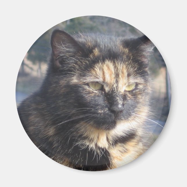Imã Gato Digno (Frente)