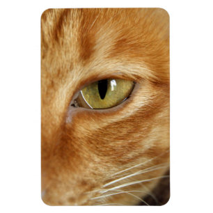 Ímã gato do gengibre