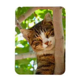 Ímã Gato do montanhista
