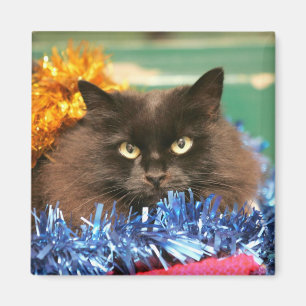 Imã Gato do Natal