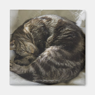 Imã Gato do sono