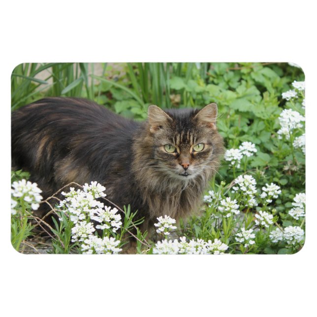 Ímã Gato Doméstico de Cabelo Longo (Horizontal)