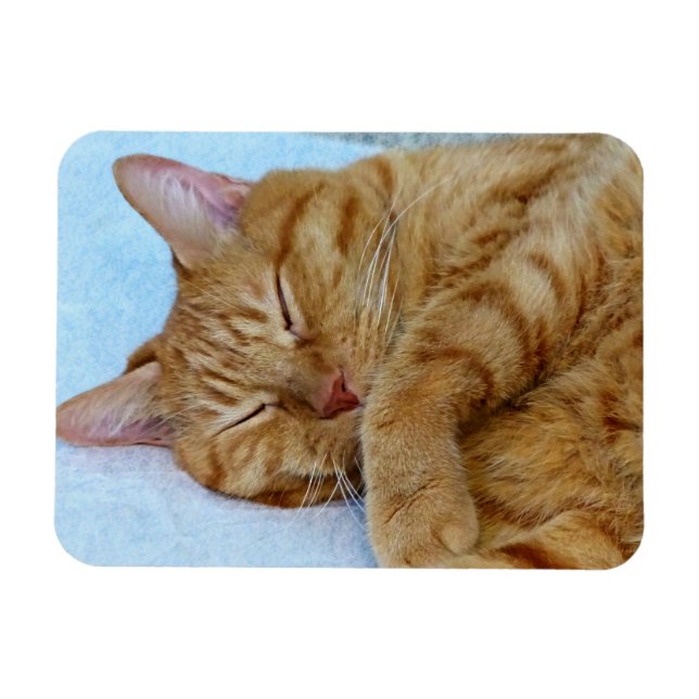 Ímã Gato Dormindo (Horizontal)