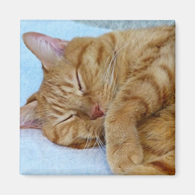 Imã Gato Dormindo (Frente)