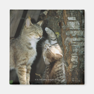 Imã Gato e Gatinho por Árvore