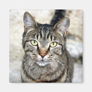 Imã Gato Egípcio