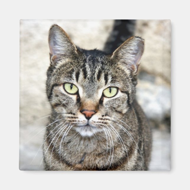 Imã Gato Egípcio (Frente)