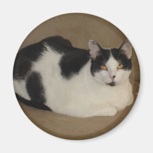 Imã Gato em um sofá