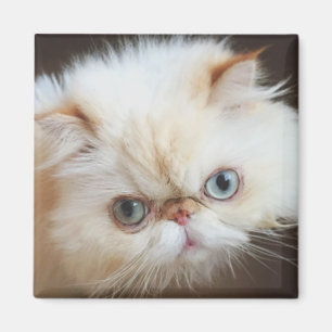 Imã Gato em uma caixa