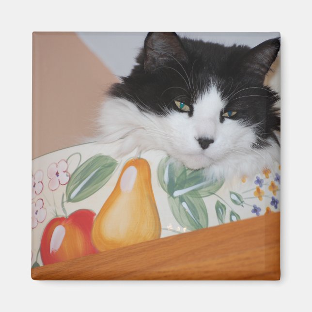 Imã Gato em uma tigela de Fruta (Frente)