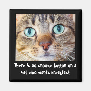 Imã Gato Engraçado Quer Magneta Comida