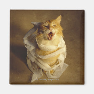 Imã Gato envolvido na gaze médica