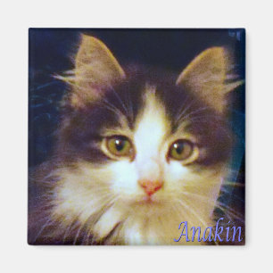 Imã Gato equipado com pernas de Anakin dois, ímã