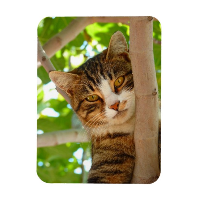 Ímã Gato escaldante (Vertical)