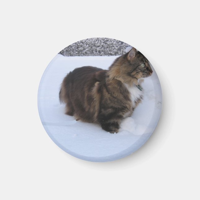 Imã gato florestal norueguês na neve (Frente)
