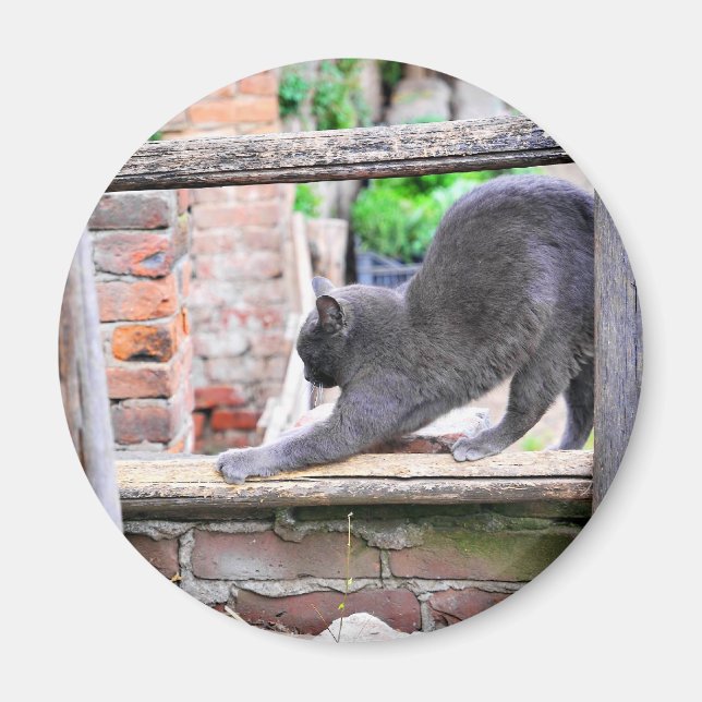 Imã Gato fofo se esticando (Frente)