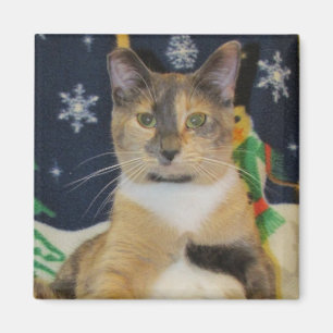 Imã Gato, gatinho, Natal, salvamento, foto