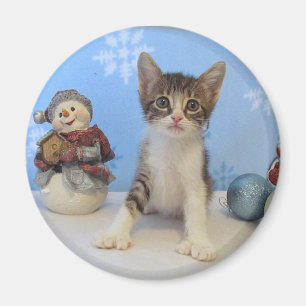Imã Gato, gatinho, Natal, salvamento, foto
