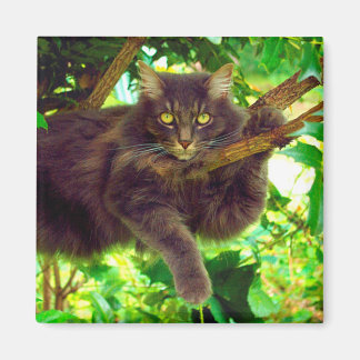 Imã Gato Gato Gato Gato