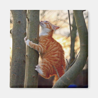 Imã Gato Gato Gato Gato