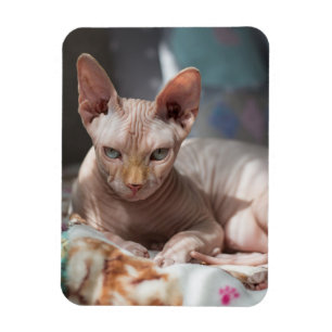 Ímã Gato giro saltando sem pelo