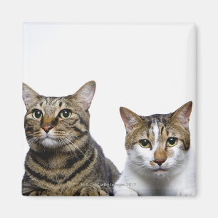 Imã Gato japonês e gato Manx no fundo branco