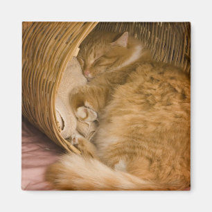 Imã Gato laranja dormindo na cesta