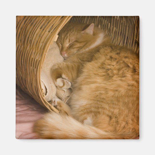 Imã Gato laranja dormindo na cesta (Frente)