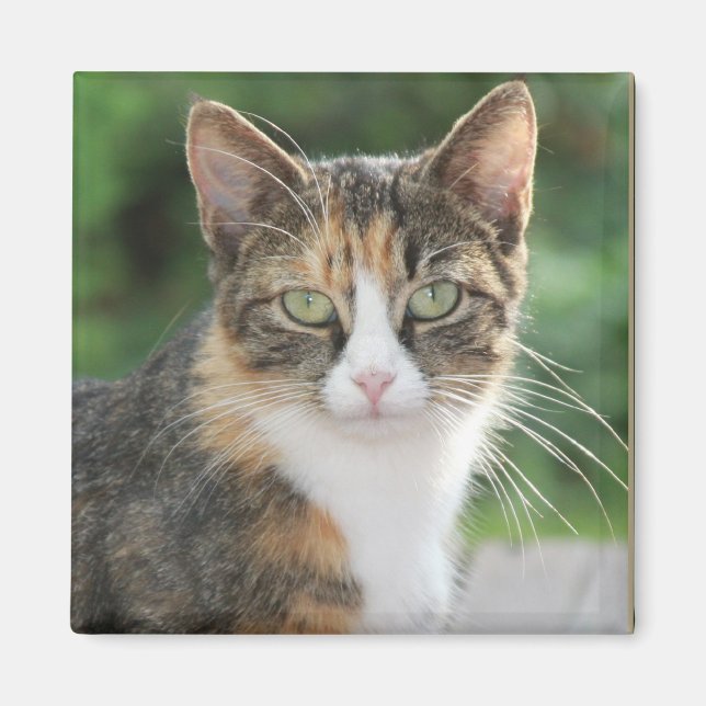 Imã Gato legal (Frente)