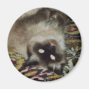 Imã Gato macio