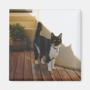 Imã Gato mágico - personalizado