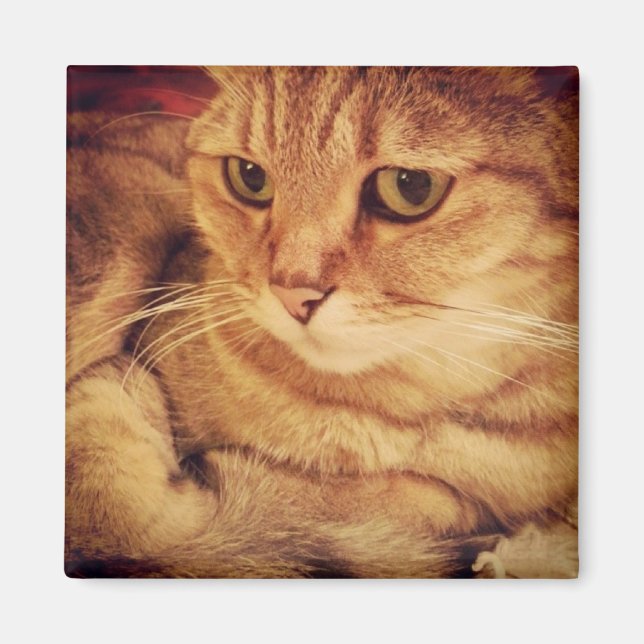 Imã Gato Mais Comprido (Frente)