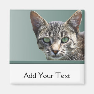 Imã Gato malhado listrado com olhos verdes