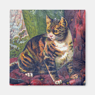 Imã Gato na cadeira