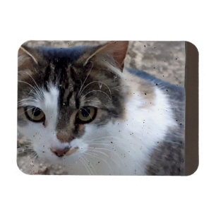 Ímã Gato na janela