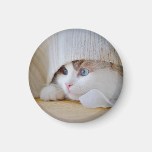 Imã Gato, Natureza, Gatinho