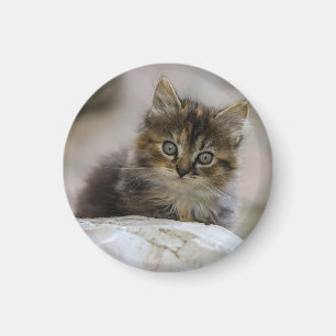 Imã Gato, Natureza, Gato doméstico