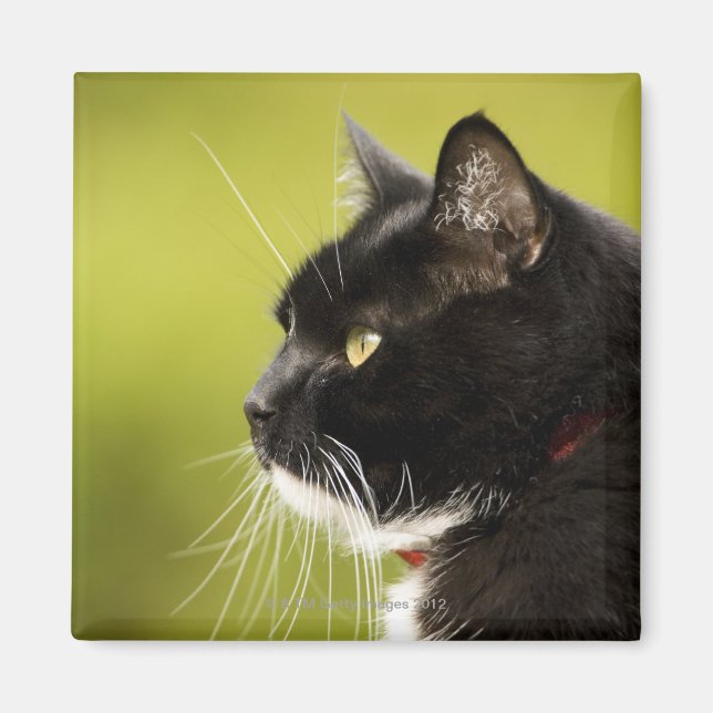 Imã Gato Negro (Frente)