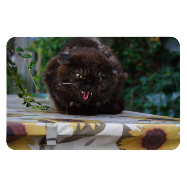 Ímã Gato Negro Irritado (Horizontal)