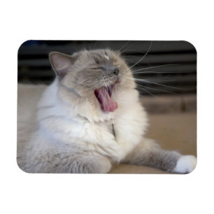 Ímã gato Neva Masquerade bocejando