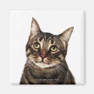 Imã Gato no fundo branco 2