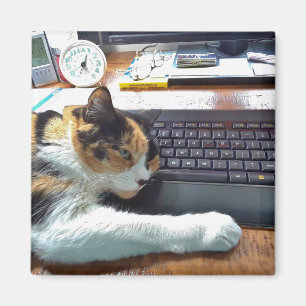 Imã Gato no ímã do teclado