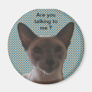 Imã Gato parvo Siamese