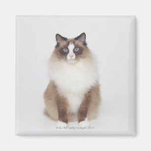 Imã Gato peludo grande