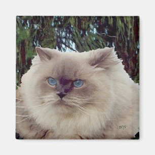 Imã Gato Persa Himalaio