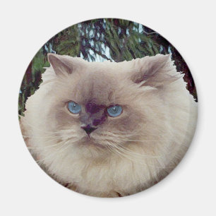 Imã Gato Persa Himalaio