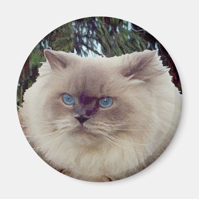 Imã Gato Persa Himalaio (Frente)