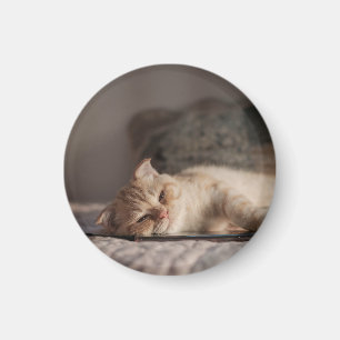 Imã Gato, Pet, Gatinho
